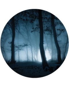 Misty Woods