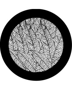 Leaf Veins