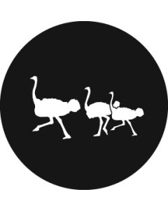 Ostrich