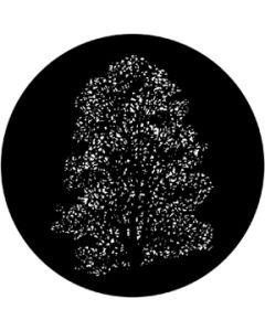 Elm