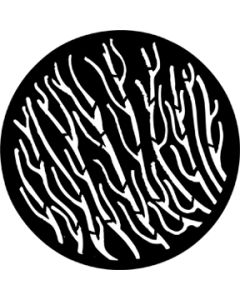 Kelp