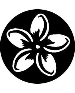 Plumeria