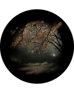 Autumn Glade