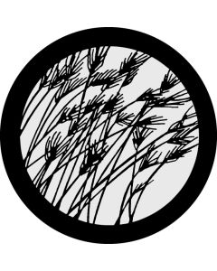 Barley